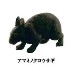 【カプセルQ 日本の動物コレクション・アマミノクロウサギ】