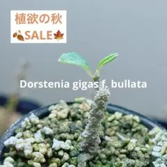 激レア【ドルステニア ギガス実生】 親株に セラアート4号ロング発送 G50 ドルステニア ギガス実生 親株に セラアート4号ロング G40