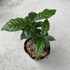 コーヒーノキ 2苗 抜き苗 観葉植物のサムネイル