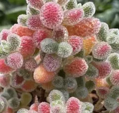 新入荷　ドロサンテマム　アイスクリスタル　メセン　多肉植物　1苗のサムネイル