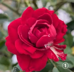 そら様 リクエスト 2点 まとめ商品