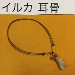 2026年最新】イルカの耳骨の化石の人気アイテム - メルカリ