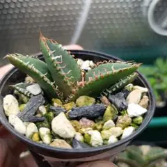 アガベ_ワニガメ_TC苗_子株付き - メルカリ