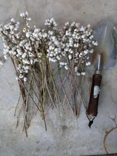 ナンキンハゼの実