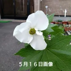 山野草 妖精の舞 シラネアオイ 15B - メルカリ