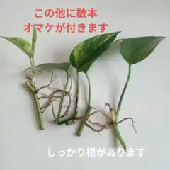 ポトス 観葉植物 苗 発根済み 5本セットのサムネイル