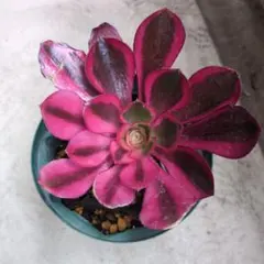 多肉植物 ⭐️アエオニウム シャネル⭐️韓国苗育成 抜き苗 d98 - メルカリ