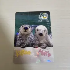 2025年最新】鳥羽水族館 メイの人気アイテム - メルカリ