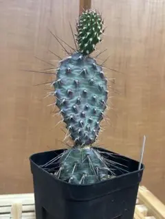 人気植物‼️ 野狐 Opuntia pycnantha - メルカリ