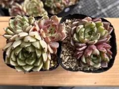 2026年最新】沙羅姫牡丹の人気アイテム - メルカリ