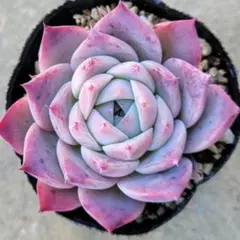 2026年最新】リンゼアナの人気アイテム - メルカリ