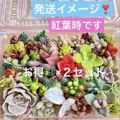 多肉植物カット苗セット 19cm×12cmもりもり多肉弁当 - メルカリ