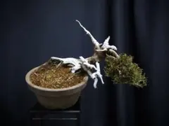 2026年最新】盆栽の人気アイテム - メルカリ