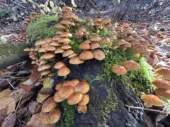 《あやたん様専用ページ》ぶな林からの贈り物・なめこ