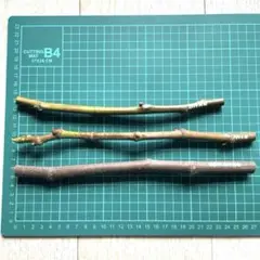 2026年最新】イチジク苗 ブラックマデイラの人気アイテム - メルカリ