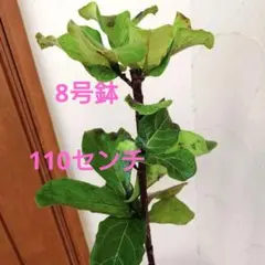 【引取限定】カシワバゴム（フィカス・リラータ）3本立180cm 引取限定】カシワバゴム（フィカス・リラータ）3本立180cm - メルカリ