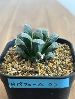 2026年最新】希少 アロエの人気アイテム - メルカリ