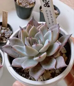 よっちゃん様 リクエスト 2点 まとめ商品