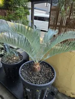 2025年最新】サイカスカイルンシアナの人気アイテム - メルカリ