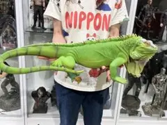 動物　爬虫類　特大フィギュアのサムネイル