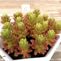すっっごく強い‼︎森村万年草 モリムラマンネングサ 抜き苗‼︎多肉植物