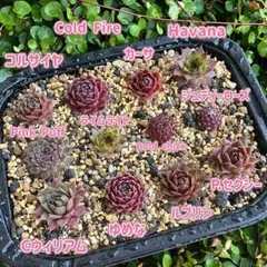 2026年最新】センペルビウムの人気アイテム - メルカリ