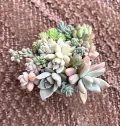 株分け＊根付き◆B 子持ち蓮華錦 斑入り子持ち蓮華 ピンクに紅葉 多肉植物 株分け＊根付き◇B 子持ち蓮華錦 斑入り子持ち蓮華 ピンクに紅葉 多肉