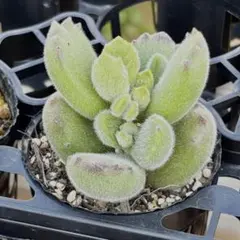 メルカリ便発送&ロウルサンコさんラベル付き☆アロエ ブラッドサースティー ロウルサンコさんオリジナルラベル付き☆アロエ ブラッドサースティー