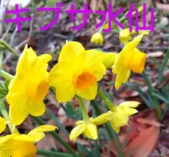 サイコロ様　専用ページ黄房水仙（10球根）