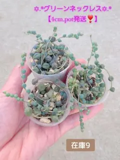 ♬.*゜グリーンネックレス♬.*゜ 【4cm.pot発送、】