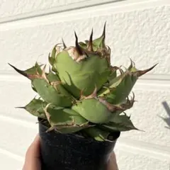 2025年最新】イラン株 アガベの人気アイテム - メルカリ