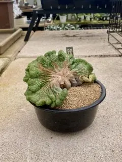 上*司様 ユーフォルビアオベサ綴化　8.6センチ 綴化】 Euphorbia Obesa ユーフォルビア オベサ 木質化