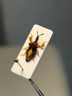 塗壁感のあるライチオオカメムシに酷似のカメムシ 標カミキリタマムシ