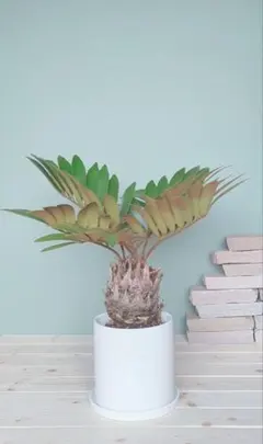 大型 ザミアプミラ 希少ヒガクシダ ソテツ 大型 ザミアプミラ 希少ヒガクシダ ソテツ