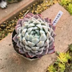 2026年最新】抜き苗の人気アイテム - メルカリ