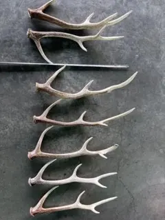 北海道　道東産　エゾシカ　鹿角　シカツノ　天然　10kg 北海道 道東産 エゾシカ 鹿角 シカツノ 天然 10kg - メルカリ