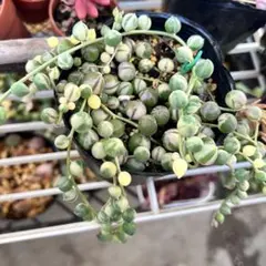 斑入りグリーンネックレス 10㎝ 5カット分