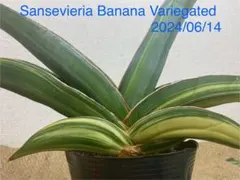サンセベリア　バナナ　超特大　希少　送料無料 Yahoo!オークション - サンスベリア バナナ Sansevieria banana