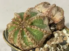 公*勝様 B14363★オークション販売★ ユーフォルビア オベサ モンスト 極 モンスト オベサ (綴化) | LIGHTHOUSE.PLANTS - 海外実生株の