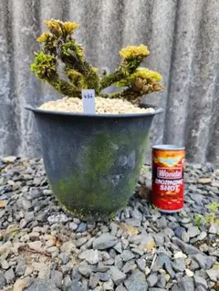 送料無料】20年物 岩松 イワヒバ 岩ヒバ 盆栽 山野草 高山植物 576