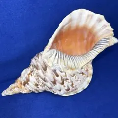 2026年最新】法螺貝の人気アイテム - メルカリ