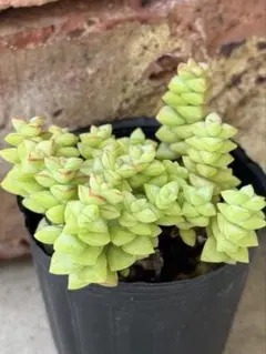 a 多肉植物 クラッスラ☆小米星☆抜き苗 星系 メルカリ便 - メルカリ