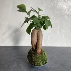 2026年最新】ガジュマル盆栽の人気アイテム - メルカリ