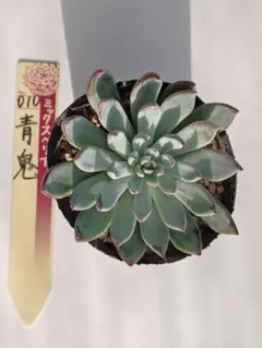 ミックスベリア　おらいさん苗　青鬼