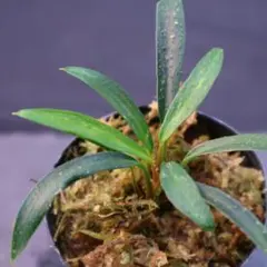 ホマロメナ 春雷　Homalomena sp Riau Sumateraのサムネイル