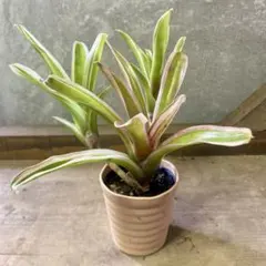 観葉植物　アナナス　ネオレゲリア　ファイヤーボールのサムネイル