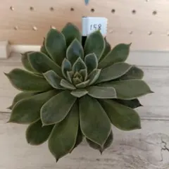 2025年最新】チワワエンシスイエコラの人気アイテム - メルカリ