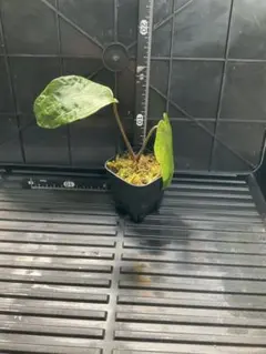 ガラクーシア　アンスリウム　AOS 選抜株 ガラクーシア様専用 アンスリウム AOS 選抜株