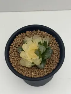 ハオルチア Haworthia picta モンスト 深海の女王 多肉植物 - メルカリ