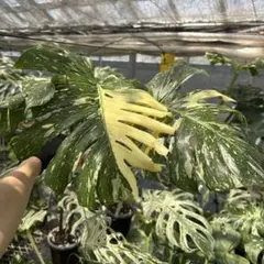 斑入りモンステラボルシギアナオーレア黄斑4号鉢植え55cm発根済み安心